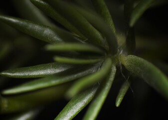 Green plant leaves composition emphasize the organic patterns and natural hues of the foliage