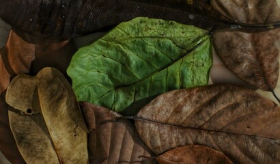 A detailed macro shot of various leaves in different stages of decay, showcasing a mixture of...