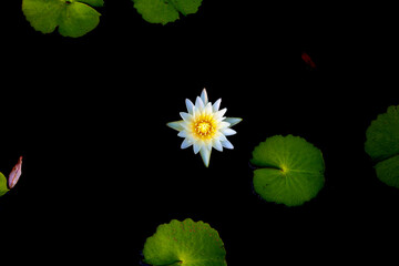 water lily flower