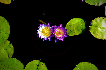 water lily flowers