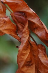 A detailed close-up of dry, curled brown leaves capturing the texture and delicate structure of...