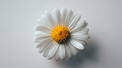 Obraz premium A single stem of daisy flower in full bloom, isolated and detailed, symbolizing purity, simplicity, and natural beauty.