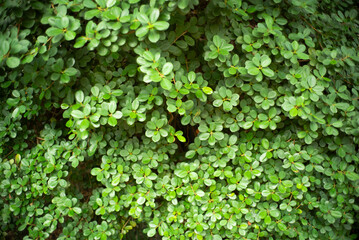 green leaf
