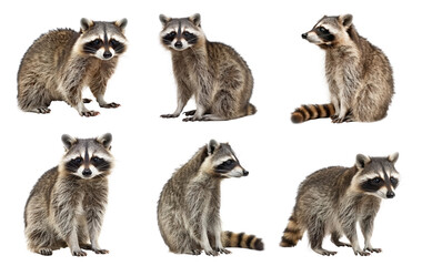 Raccoon full body isolate on transparent background