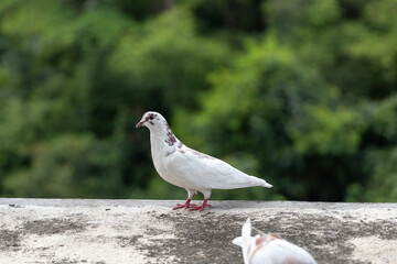 a White pigeon dove standing