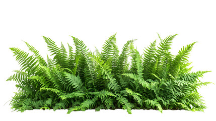 Lush green fern plants,  isolated on white  or transparent background