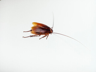 dead cockroach isolated on white background, as product catalog photography design and science and environmental education