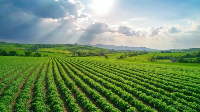 Healthy green cabbage fields under brilliant sun and sky, rows of crops highlighting a successful organic harvest