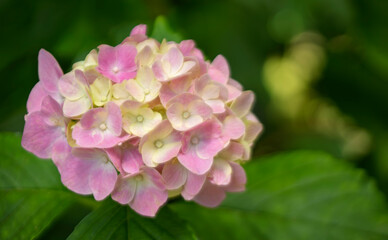 ピンク色のかわいいあじさい