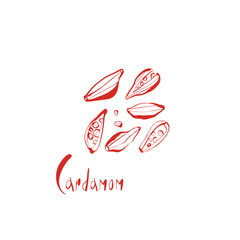Hand drawn red cardamom pods and seeds with modern lettering on white background perfect for packaging and kitchen wall decor