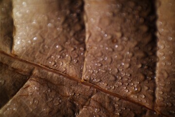 Close-up of a brown leaf with water droplets, highlighting natural textures and veins, ideal for...