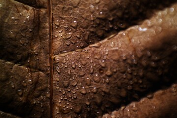 Close-up of a brown leaf with water droplets, showcasing natural textures and veins, ideal for background and nature-themed uses