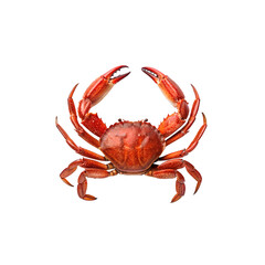 Red crab isolated on transparent background