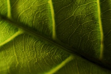 Close-up macro shot of a green leaf showing intricate vein patterns and natural texture, illuminated with soft light