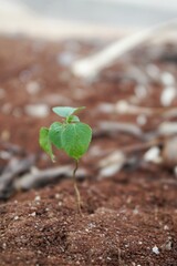 A young green plant sprouting from rich brown soil, representing growth and renewal