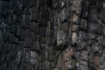 charred tree bark, highlighting rugged textures and natural patterns, ideal for backgrounds,...