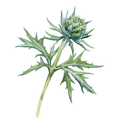 Fototapeta premium A Sea Holly Stem, watercolor illustration vector, isolated on a white background.
