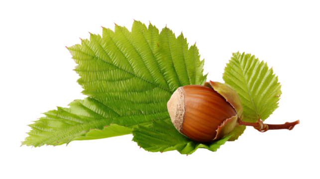 a close up of a leaf and a nut