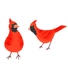 Two Red Northern Cardinal Birds Illustration