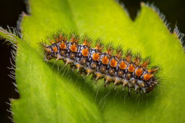 Macrophotography of  a colorful caterpillar of Spotted Fritillary Butterfly (Melitaea didyma) on a green leaf.