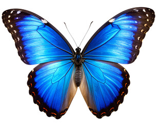 Untitled design - Elegant Blue Morpho Butterfly in Flight, isolated on a transparent background"