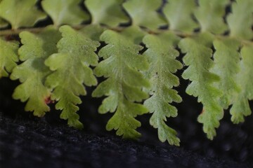 Close-up of green fern leaves, highlighting their intricate patterns and texture