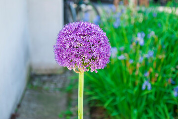 Flowering Allium Giganteu. Herbaceous plant of the genus Amaryllidaceae. Large ornamental bulb