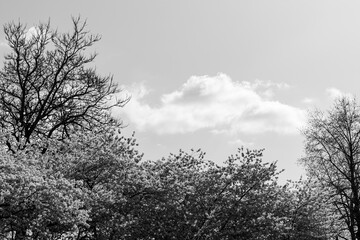 black and white Japanese Pink Cherry Blossom tree against a blue sky with a white cloud. Beautiful large flowers opened on branches