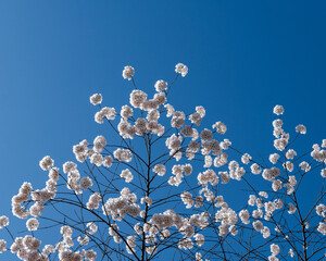 Japanese Pink Cherry Blossom tree against a blue sky. Beautiful large flowers opened on branches