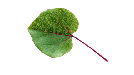 a leaf with a red stem on a white background