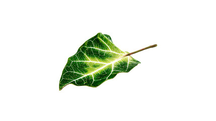 a leaf with a stem sticking out of it
