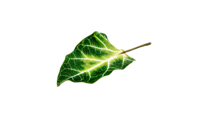 a leaf with a stem sticking out of it