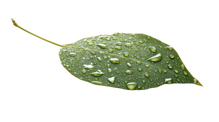 a leaf with water droplets on it