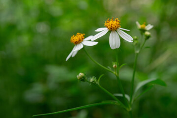 The image shows a close-up of cute little flowers growing along the edge of the forest, Black-jack flower.