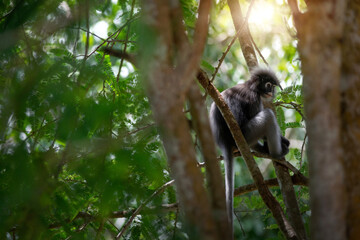 Young monkey sitting on tree branch in the morning sunlight. Dusky Langur in tropical forest in Thailand