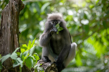 Young monkey is sitting on a branch eating leaves in the morning sunlight. Dusky Langur in tropical forest in Thailand
