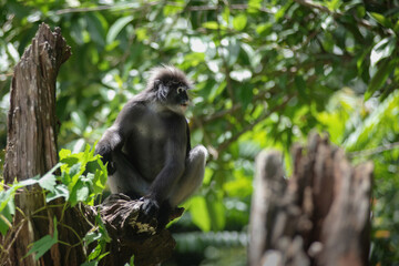 Young monkey is sitting on a branch eating leaves in the morning sunlight. Dusky Langur in tropical forest in Thailand
