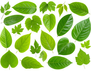Untitled design - Set of Various Leaves in Different Shapes and Sizes, isolated on a transparent background