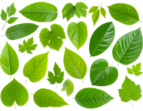 Untitled design - Set of Various Leaves in Different Shapes and Sizes, isolated on a transparent background