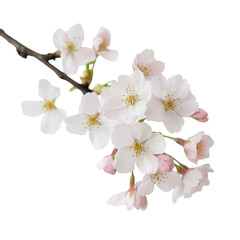 Fototapeta premium Delicate Cherry Blossoms Branch Spring Flowers Nature Beauty isolated on a transparent background