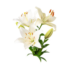 Cut out collection of white lily flowers with green leaves and buds isolated on background. With clipping path. Beautiful bouquets of lilies, flowers for design, postcards, congratulations