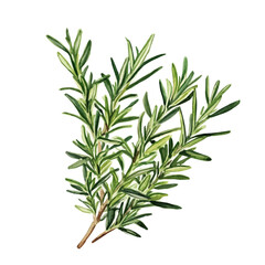 A Rosemary Plant, watercolor painting vector, isolated on a white background.