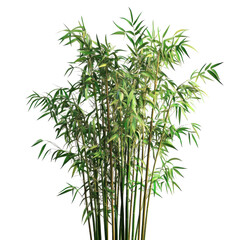 Fototapeta premium Lush Green Bamboo Plants Isolated on Black Background isolated on a transparent background
