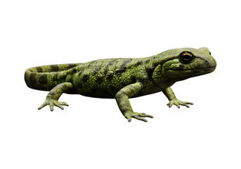 Fototapeta premium Salamanders PNG