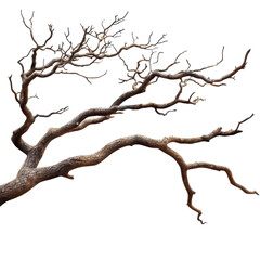 Twisted Dead Tree Branch Isolated Black Background Nature Photography isolated on a transparent background