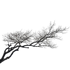 Obraz premium Ice coated tree branch winter nature black background, isolated on a transparent background