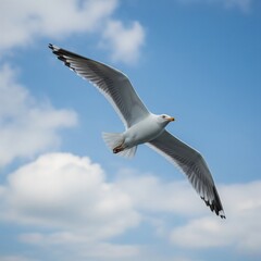 seagull in flight