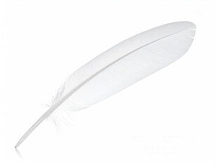 Obraz premium Elegant White Feather on Light Background for Artistic Projects