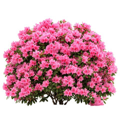Pink Azalea Bush Abundant Blooms Spring Flowers Nature Beauty isolated on a transparent background
