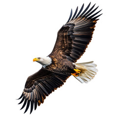 Fototapeta premium Majestic Bald Eagle in Flight Dark Background Wings Spread Wide isolated on a transparent background